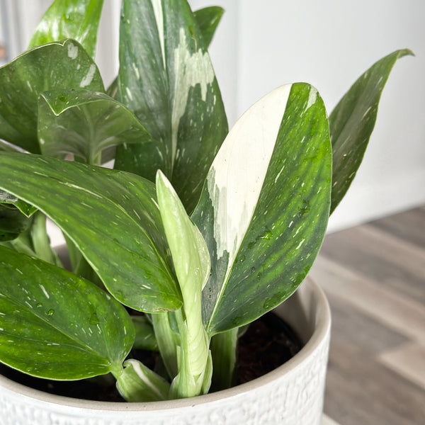 Monstera Standleyana Albo Variegated