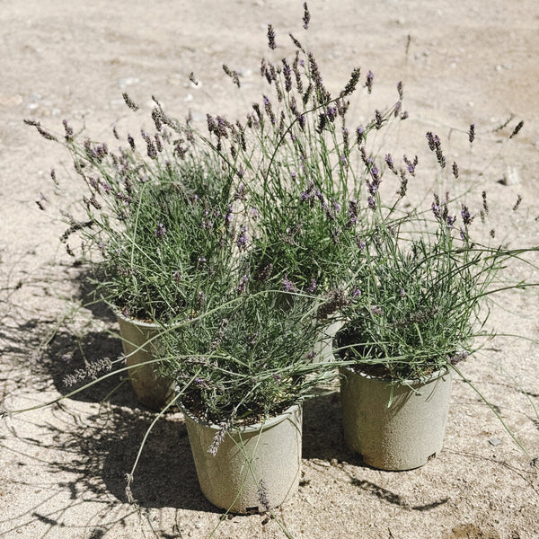 Phenomenal Lavender Plant - Perennial