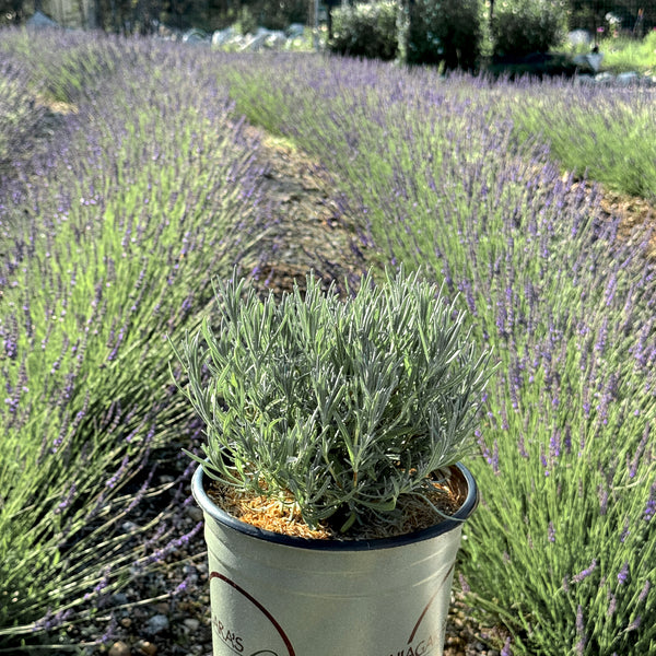 Phenomenal Lavender Plant - Perennial