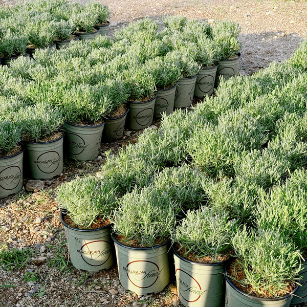 Phenomenal Lavender Plant - Perennial