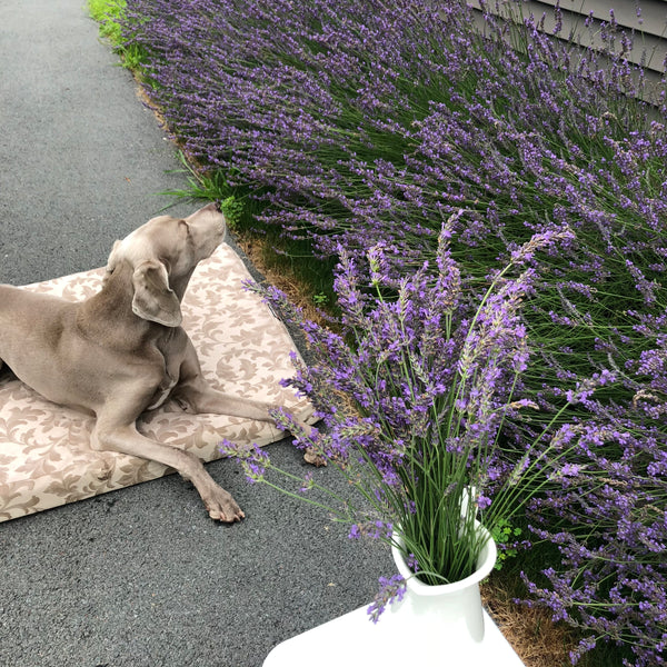 Lavender Bundle Dried
