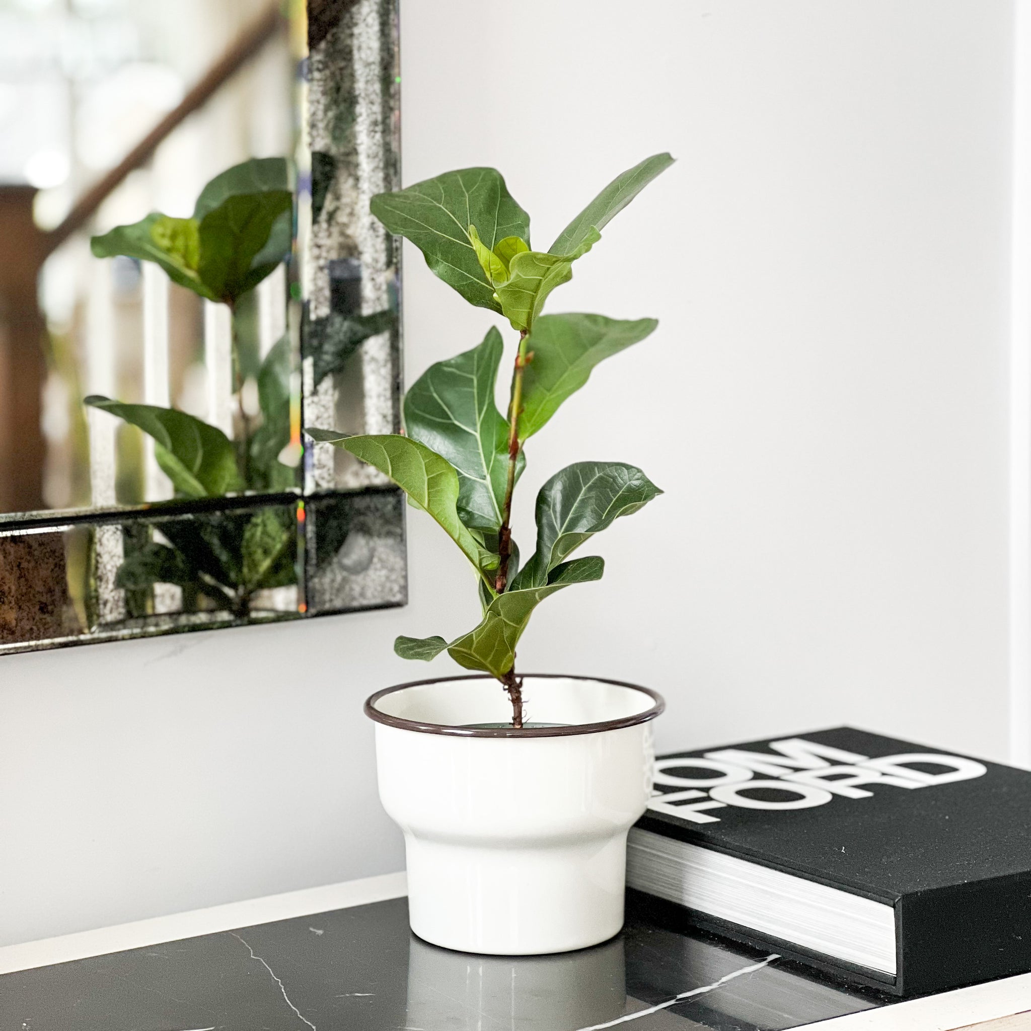 white pot for fiddle leaf fig Fiddle Leaf Fig