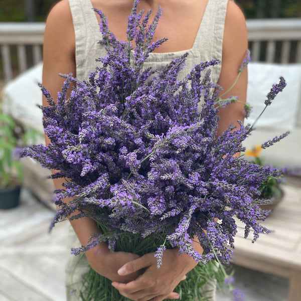 Lavender Bundle Dried