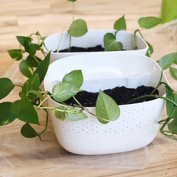 ECO White Wall Planters (Marble Queen Pothos)