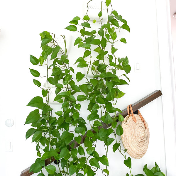 ECO White Wall Planters (Marble Queen Pothos)