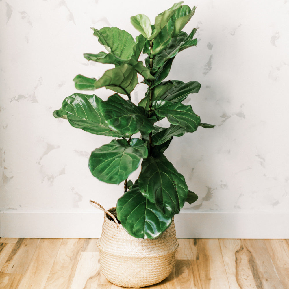 Fiddle Leaf Fig Bush (with basket)