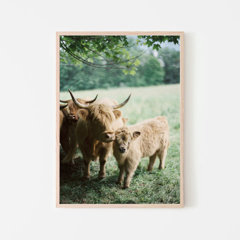Highland Cattle - Vertical