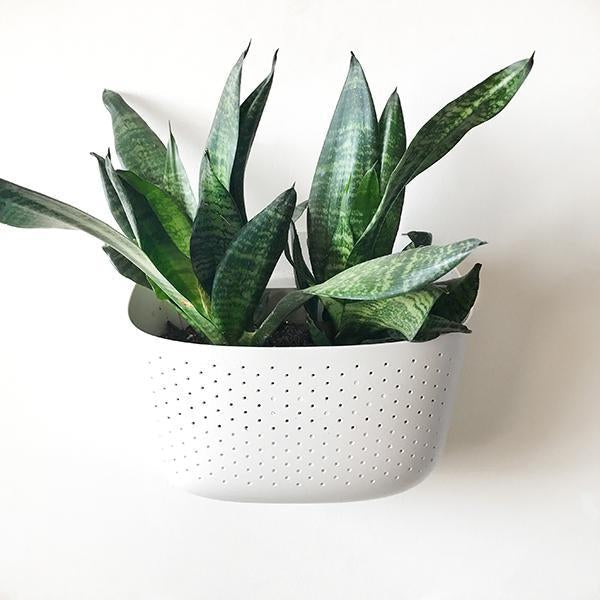 ECO White Wall Planters (Marble Queen Pothos)